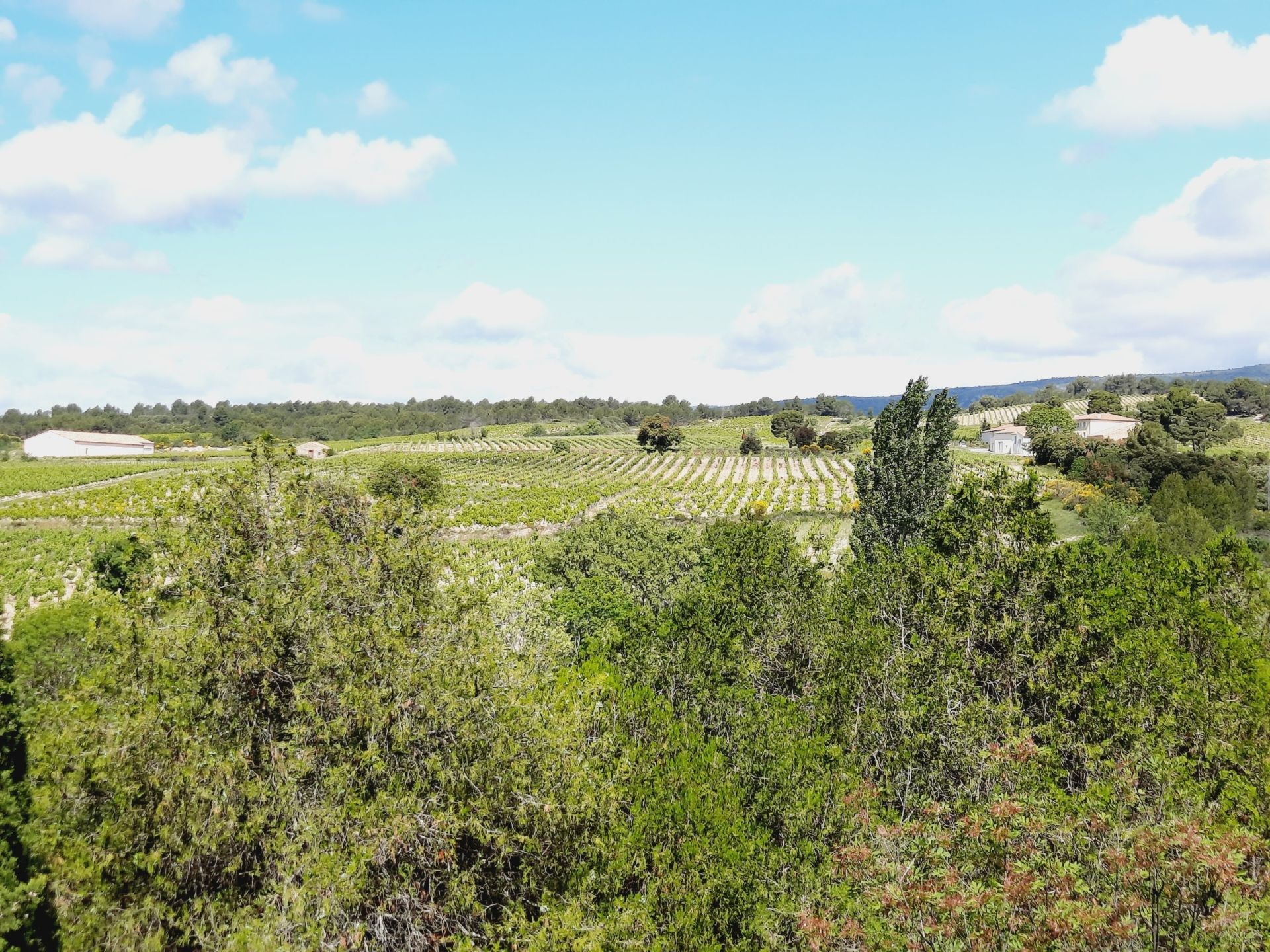 Sale Wine estate La Livinière 34210 2300&nbsp;m²