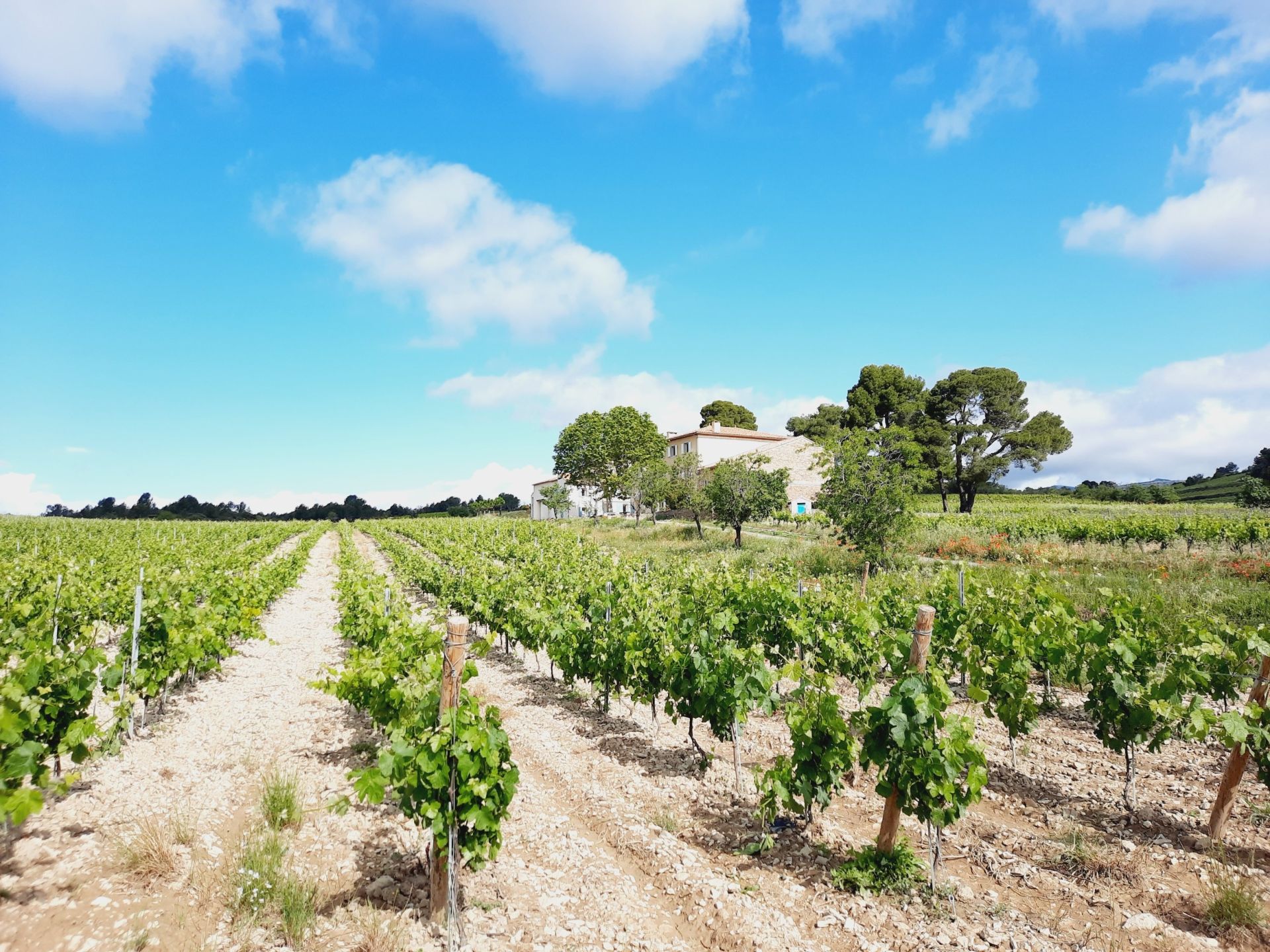 Sale Wine estate La Livinière 34210 2300&nbsp;m²