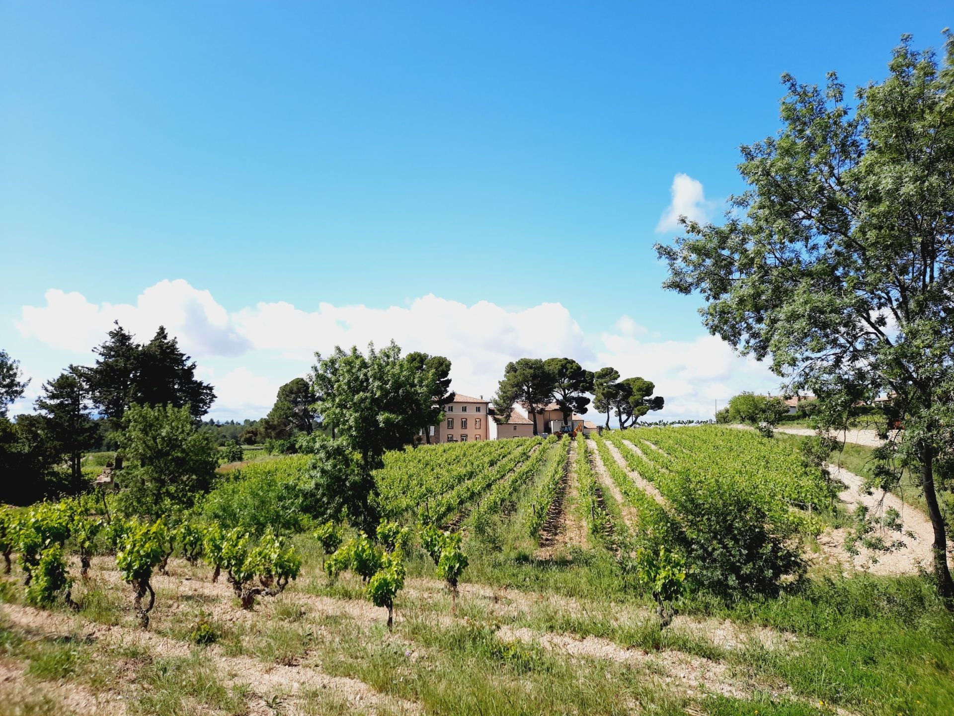 Sale Wine estate La Livinière 34210 2300&nbsp;m²