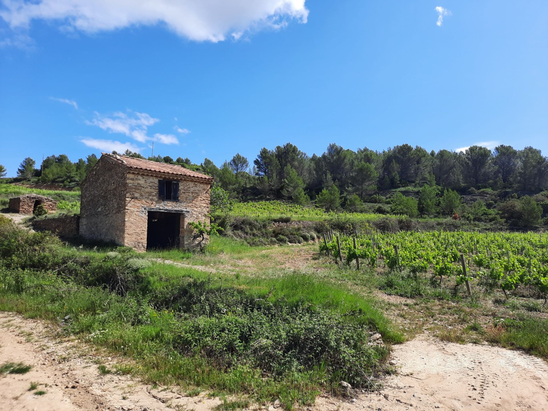 Sale Wine estate La Livinière 34210 2300&nbsp;m²