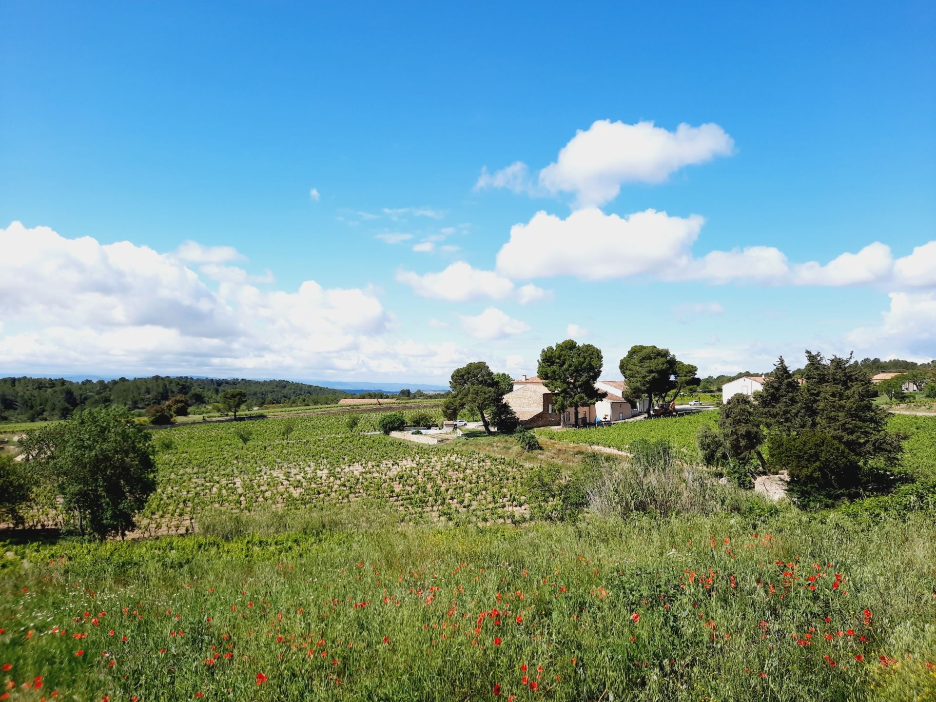 wine estate 12 rooms for sale on LA LIVINIERE (34210) Sale Wine estate La Livinière 34210 2300 m²