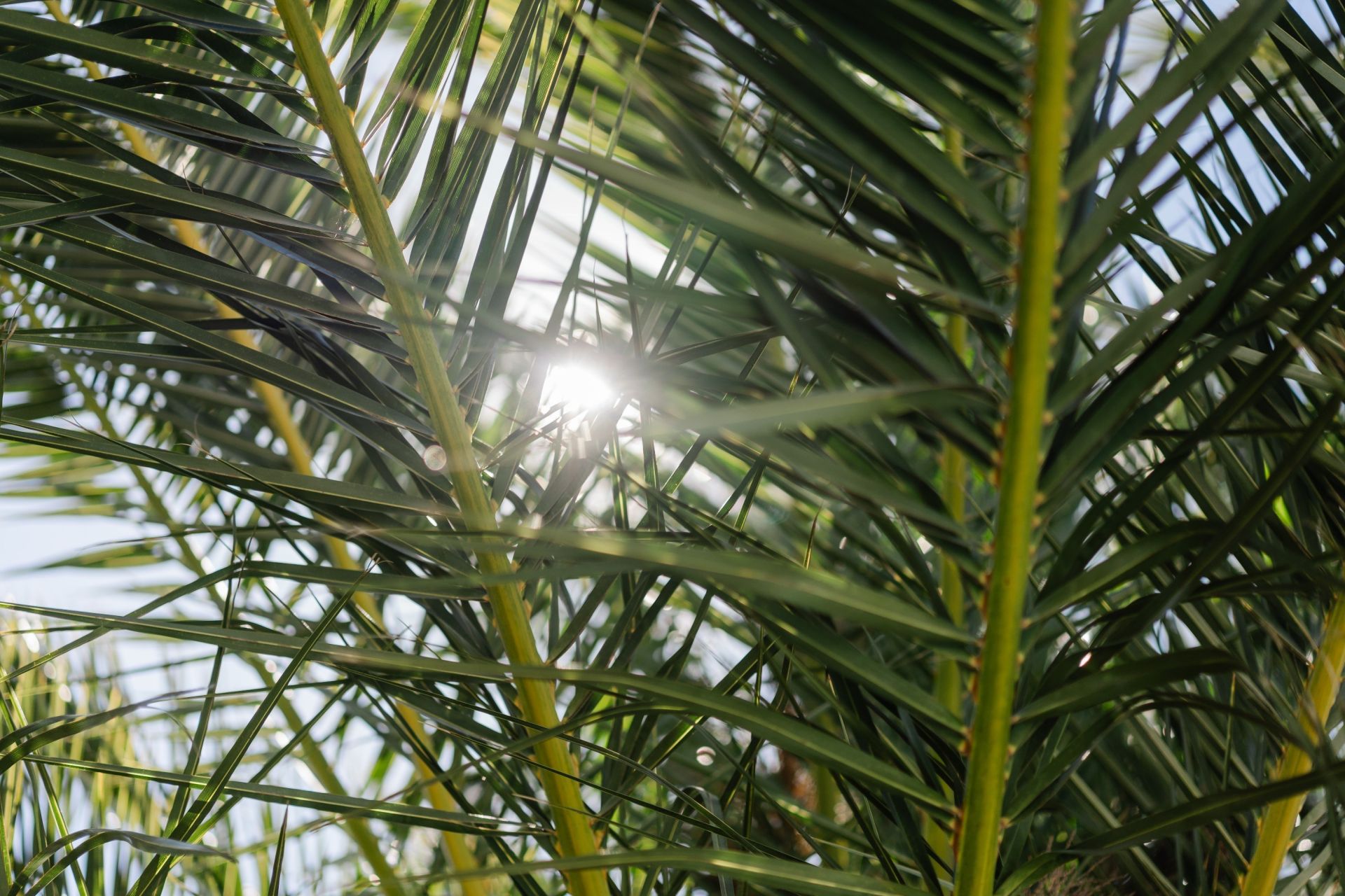 Vente Maison Perpignan 66000 202.89&nbsp;m²