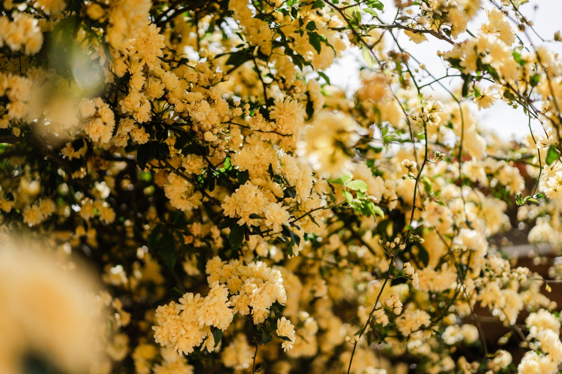 Sale House Perpignan 66000 204&nbsp;m²