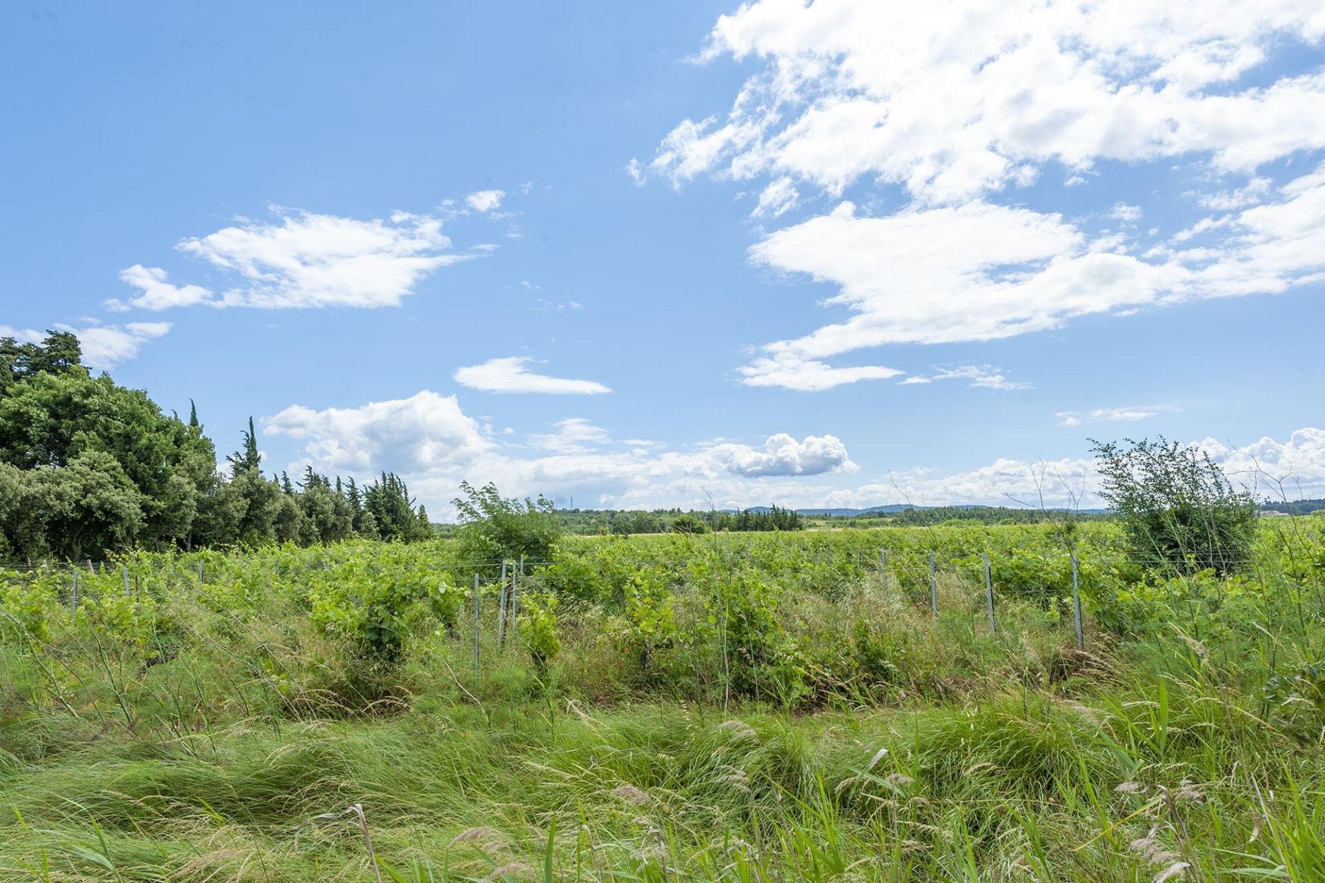Vente Château Bizanet 11200 7000&nbsp;m²