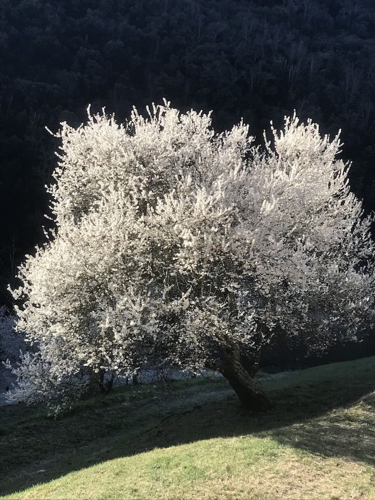 Vente Maison Corsavy 66150 260 m²