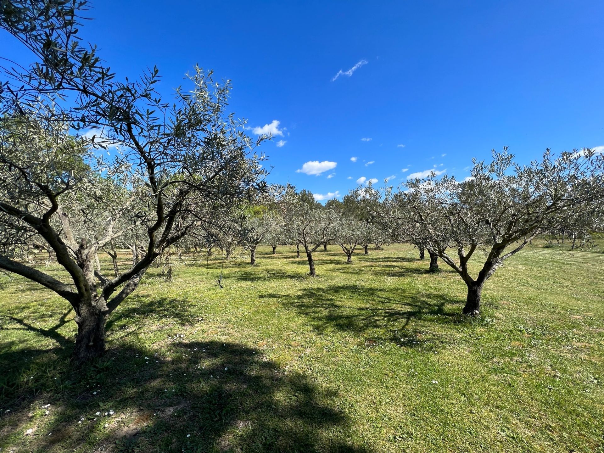 Sale Property La Livinière 34210 590&nbsp;m²