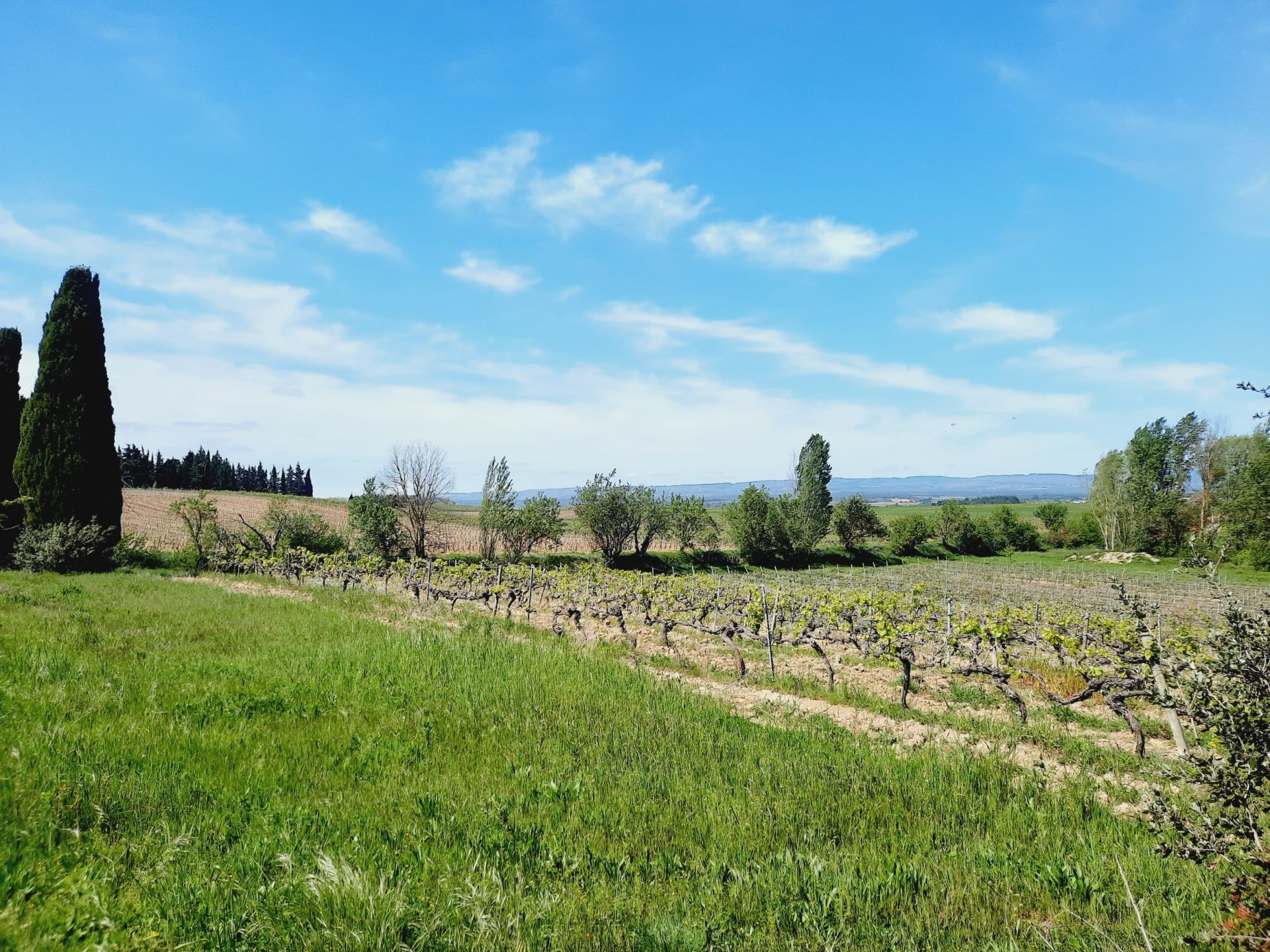 wine estate 30 rooms for sale on CARCASSONNE (11000) Sale Wine estate Carcassonne 11000 2000 m²